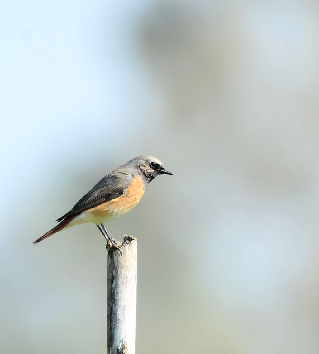 il Birdwatching al tempo del Covid 19